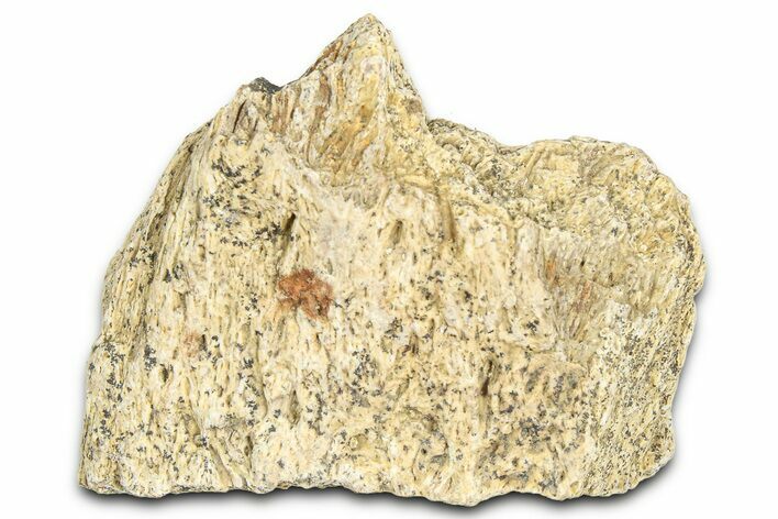 Dinosaur (Triceratops) Frill Shield Section - Montana #366657